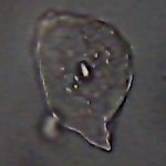 Using BioLux NV microscope in Ubuntu Linux